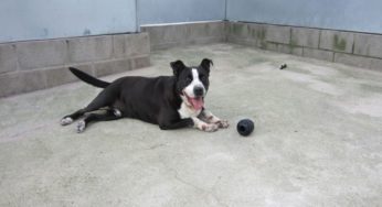 Cómo actuar ante el abandono de mascotas en comunidades de propietarios